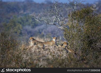 Cheetah family lying down on top of termite mound in Kruger National park, South Africa ; Specie Acinonyx jubatus family of Felidae. Cheetah in Kruger National park, South Africa