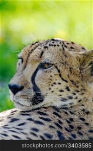 Cheetah having a rest, close-up shot