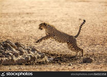 Cheetah jumping in waterhole in Kgalagadi transfrontier park, South Africa   Specie Acinonyx jubatus family of Felidae. Cheetah in Kgalagadi transfrontier park, South Africa