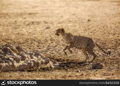 Cheetah jumping in waterhole in Kgalagadi transfrontier park, South Africa   Specie Acinonyx jubatus family of Felidae. Cheetah in Kgalagadi transfrontier park, South Africa