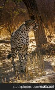 Cheetah ma≤calling standing in backlit in Kgalagadi transfrontier park, South Africa   Specie Acinonyx jubatus family of Felidae. in Kgalagadi transfrontier park, South Africa