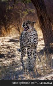 Cheetah male calling standing in backlit in Kgalagadi transfrontier park, South Africa   Specie Acinonyx jubatus family of Felidae. Cheetah in Kgalagadi transfrontier park, South Africa