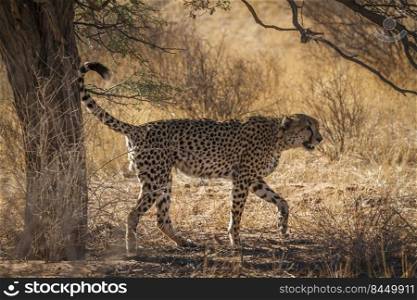 Cheetah marking territory in Kgalagadi transfrontier park, South Africa   Specie Acinonyx jubatus family of Felidae. Cheetah in Kgalagadi transfrontier park, South Africa