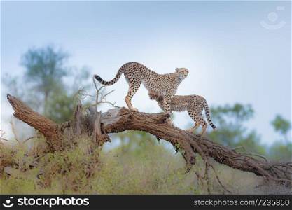 Cheetah mom with cub in the wilderness