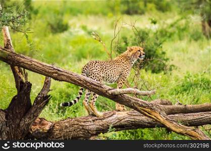 Cheetah perched on a dead tree in Samburu Park in central Kenya. Cheetah perched on a dead tree in Samburu