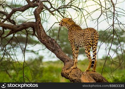 Cheetah perched on a dead tree in Samburu Park in central Kenya. Cheetah perched on a dead tree