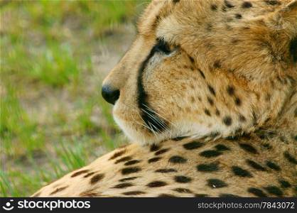 Cheetah Portrait, (Acinonyx jubatus) looking straight at camera