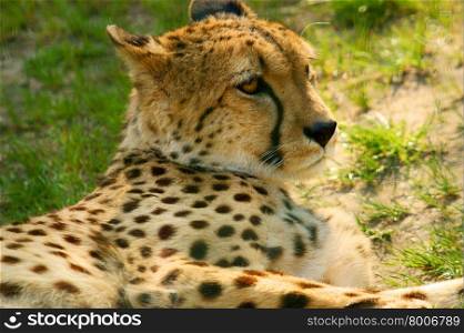 Cheetah Portrait, (Acinonyx jubatus) looking straight at camera
