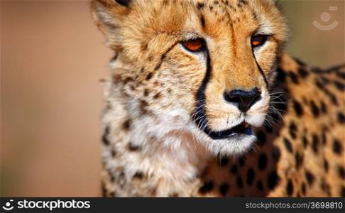 Cheetah portrait - Kalahari desert - South Africa
