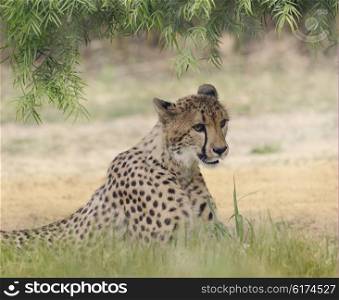 Cheetah Resting in a Shady Spot