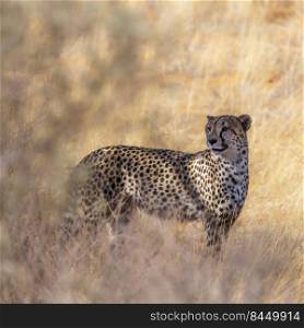 Cheetah roaring in dry savannah in Kgalagadi transfrontier park, South Africa   Specie Acinonyx jubatus family of Felidae. Cheetah in Kgalagadi transfrontier park, South Africa