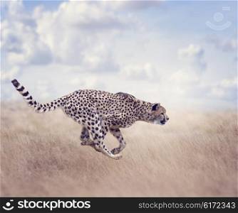 Cheetah Running in The Grassland