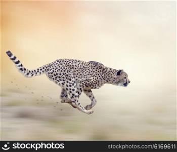 Cheetah Running on Soft Focus Background