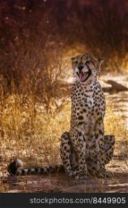 Cheetah sitting and calling front view in Kgalagadi transfrontier park, South Africa   Specie Acinonyx jubatus family of Felidae. in Kgalagadi transfrontier park, South Africa