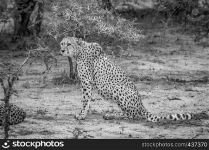 Cheetah sitting in the sand in black and white in the Kruger National Park, South Africa.
