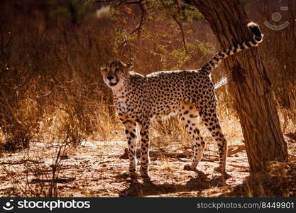 Cheetah spreading marking territory in backlit in Kgalagadi transfrontier park, South Africa ; Specie Acinonyx jubatus family of Felidae. in Kgalagadi transfrontier park, South Africa