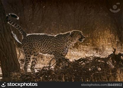 Cheetah spreading marking territory in backlit in Kgalagadi transfrontier park, South Africa   Specie Acinonyx jubatus family of Felidae. in Kgalagadi transfrontier park, South Africa
