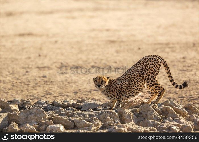 Cheetah standing at waterhole in Kgalagadi transfrontier park, South Africa   Specie Acinonyx jubatus family of Felidae. Cheetah in Kgalagadi transfrontier park, South Africa