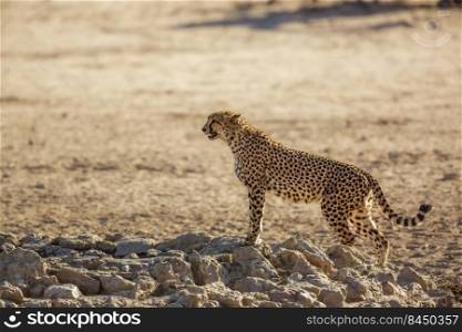 Cheetah standing at waterhole in Kgalagadi transfrontier park, South Africa   Specie Acinonyx jubatus family of Felidae. Cheetah in Kgalagadi transfrontier park, South Africa