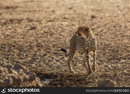Cheetah standing front view in desert land in Kgalagadi transfrontier park, South Africa   Specie Acinonyx jubatus family of Felidae. Cheetah in Kgalagadi transfrontier park, South Africa