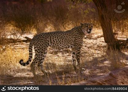 Cheetah standing in backlit under tree in Kgalagadi transfrontier park, South Africa   Specie Acinonyx jubatus family of Felidae. in Kgalagadi transfrontier park, South Africa