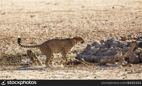 Cheetah urinating at waterhole in Kgalagadi transfrontier park, South Africa   Specie Acinonyx jubatus family of Felidae. Cheetah in Kgalagadi transfrontier park, South Africa