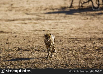 Cheetah walking front view in desert land in Kgalagadi transfrontier park, South Africa   Specie Acinonyx jubatus family of Felidae. Cheetah in Kgalagadi transfrontier park, South Africa