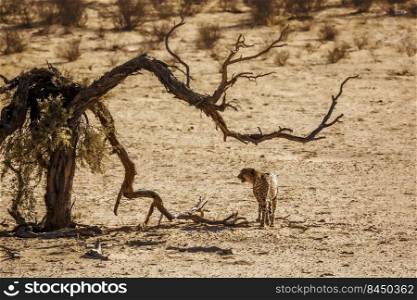 Cheetah walking front view in desert land in Kgalagadi transfrontier park, South Africa   Specie Acinonyx jubatus family of Felidae. Cheetah in Kgalagadi transfrontier park, South Africa