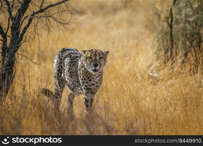 Cheetah walking front view in dry savannah in Kgalagadi transfrontier park, South Africa   Specie Acinonyx jubatus family of Felidae. Cheetah in Kgalagadi transfrontier park, South Africa