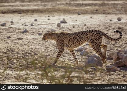 Cheetah walking in dry land in Kgalagadi transfrontier park, South Africa   Specie Acinonyx jubatus family of Felidae. Cheetah in Kgalagadi transfrontier park, South Africa