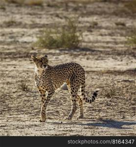 Cheetah walking in dry land in Kgalagadi transfrontier park, South Africa   Specie Acinonyx jubatus family of Felidae. Cheetah in Kgalagadi transfrontier park, South Africa