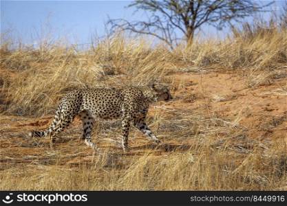 Cheetah walking in dry savannah in Kgalagadi transfrontier park, South Africa   Specie Acinonyx jubatus family of Felidae. Cheetah in Kgalagadi transfrontier park, South Africa