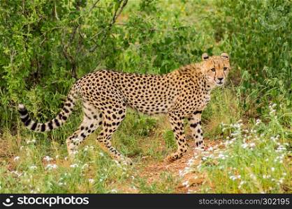 Cheetah walking in the savannah of Samburu Park in central Kenya. Cheetah walking in the savannah