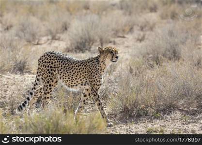 Cheetah walking on dry land in Kgalagadi transfrontier park, South Africa ; Specie Acinonyx jubatus family of Felidae. Cheetah in Kgalagadi transfrontier park, South Africa