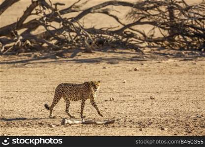 Cheetah walking side view in desert land in Kgalagadi transfrontier park, South Africa   Specie Acinonyx jubatus family of Felidae. Cheetah in Kgalagadi transfrontier park, South Africa