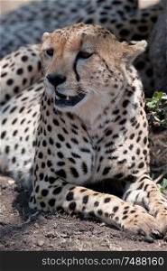 Cheetah wildlife in Kenya