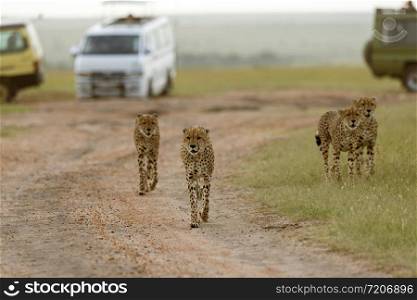 Cheetahs, coalition brothers, Acinonyx jubatus, Masai mara, Kenya, Africa
