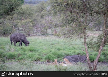 Cheetahs in a drainage line looking at a Buffalo in the Kruger National Park, South Africa.