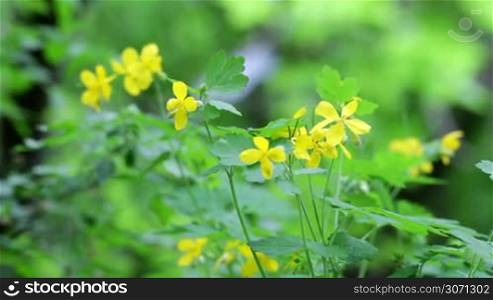 Chelidonium majus, beautiful flowers,herb plant