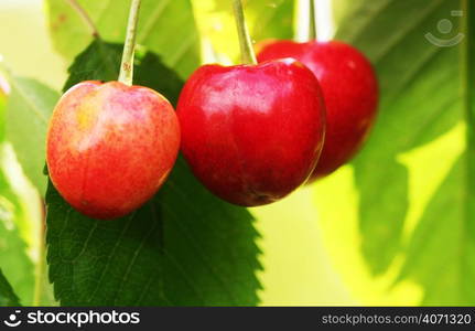 Cherries