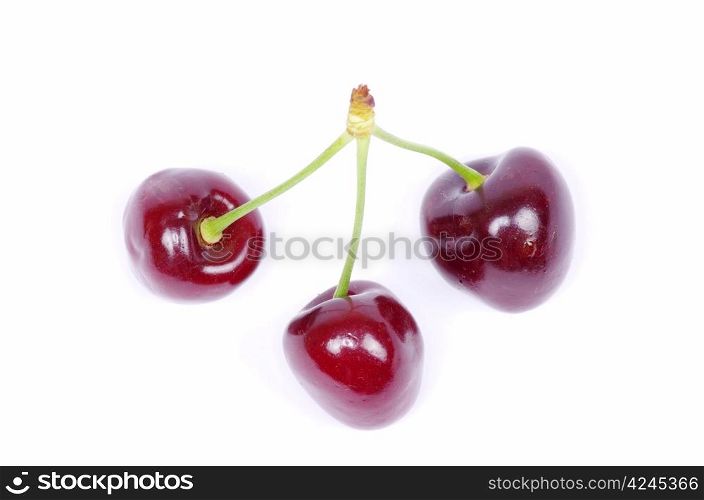 cherries against on white background