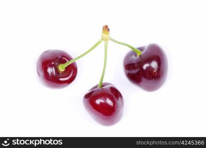 cherries against on white background