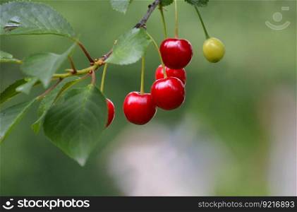 cherries fruit cherry tree ripe