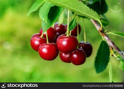 cherries fruits cherry tree garden