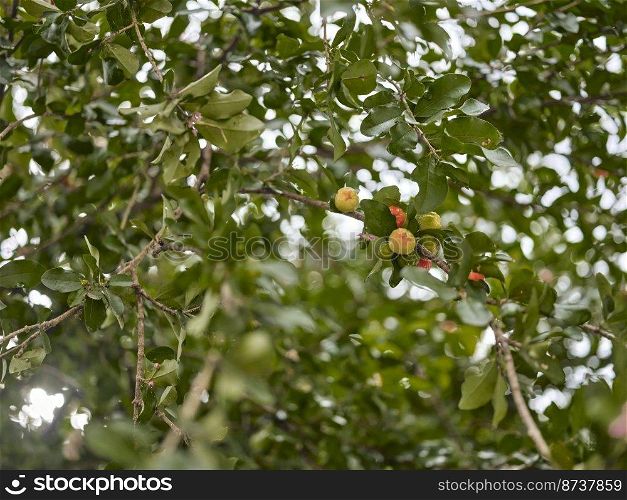 Cherries hanging from a cherry tree branch. Nature background