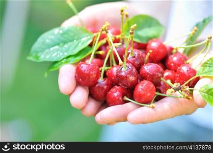 cherries in woman hands