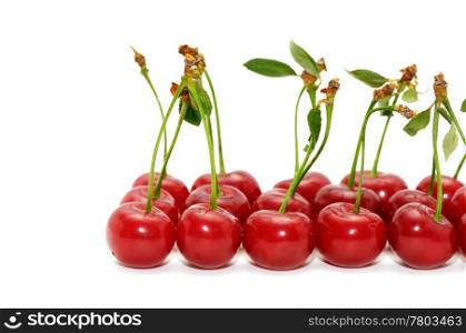 cherries isolated on a white background
