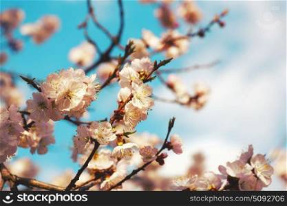 Cherry blooming, beauty spring backgrounds for your design