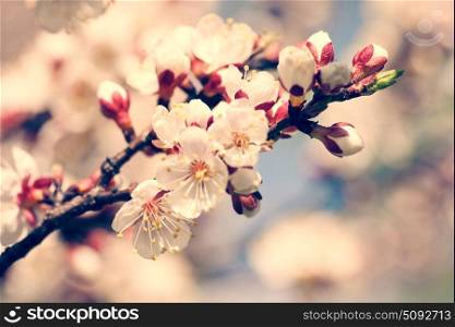 Cherry blooming, beauty spring backgrounds for your design
