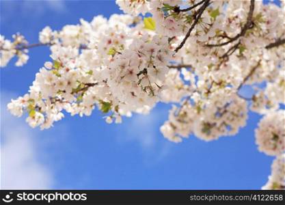 Cherry bloosom branch